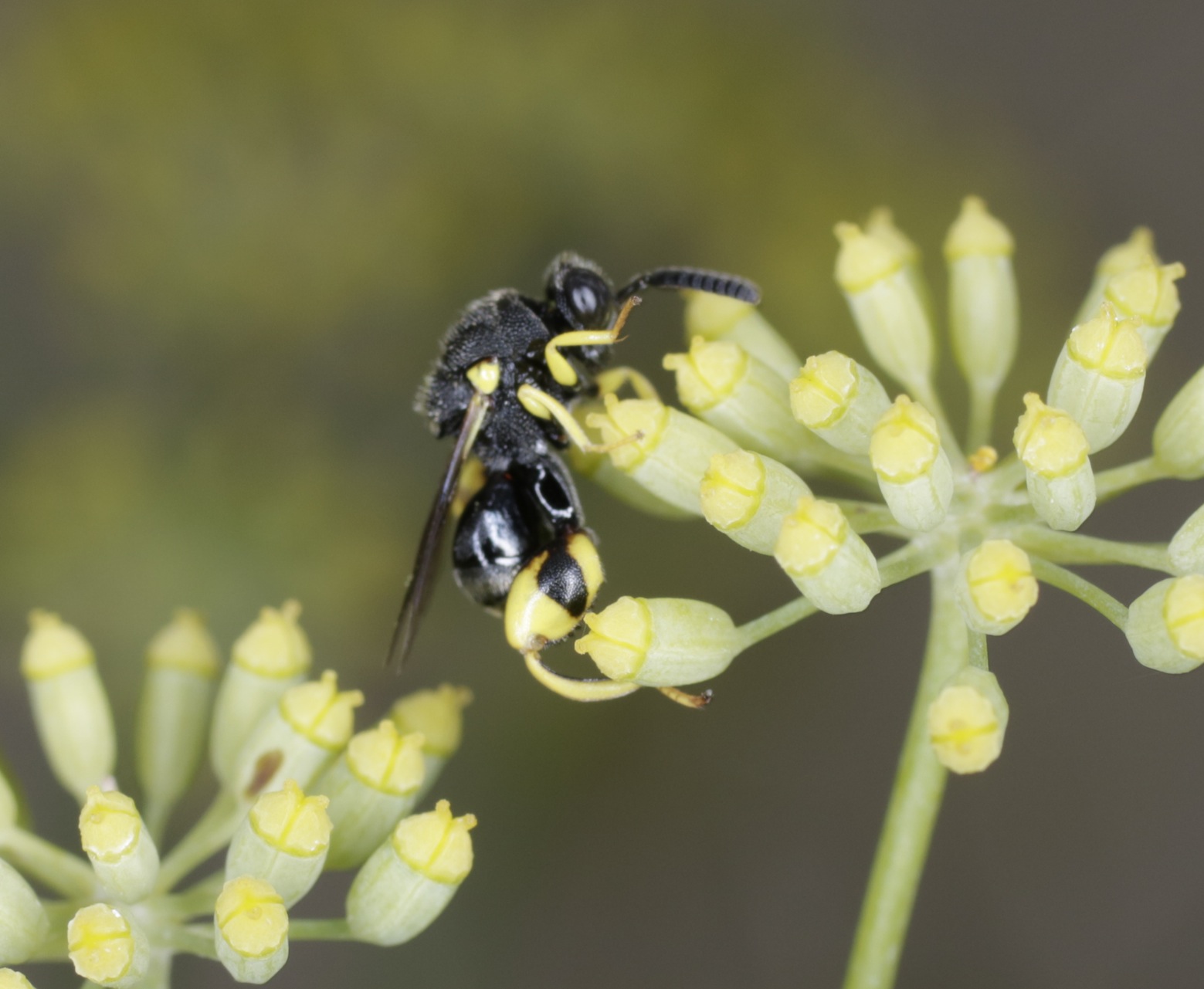 Leucospidae alieno ?  No,  Chalcididae: cfr. Brachymeria sp.